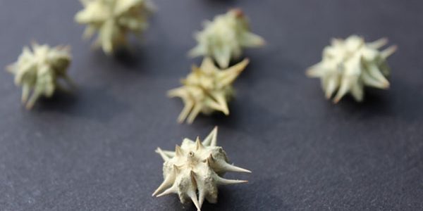 tribulus-terrestris-fruit-seed