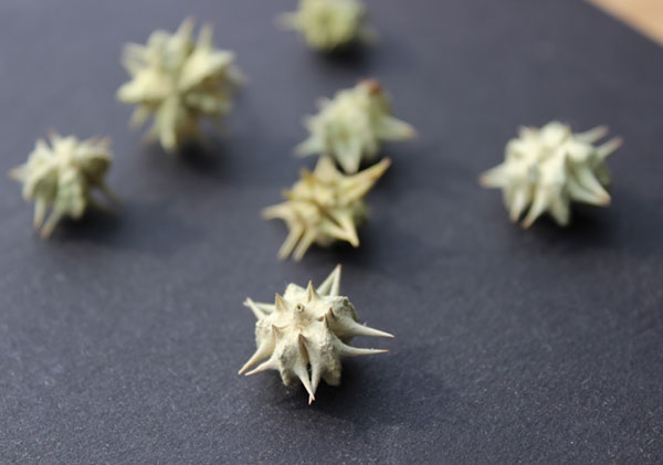 tribulus-terrestris-fruit-seed